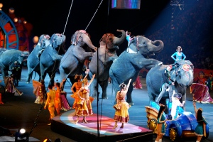 Eläinten oikeuksien puolustajat tahtovat estää norsujen ja muiden villieläinten esiintymiset sirkuksisa. Intiassa norsujen käyttökielto etenee, ja vastaava hanke on vireillä muun muassa Los Angelesissa Yhdysvalloissa. 